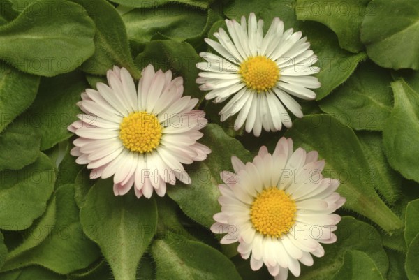 Common daisy (Bellis perennis), medicinal plant, naturopathy classifies the daisy among other things as stimulating the metabolism, expectorant and anti-inflammatory, used e.g. for respiratory and skin diseases as well as injuries. The daisy was named medicinal plant of the year 2017
