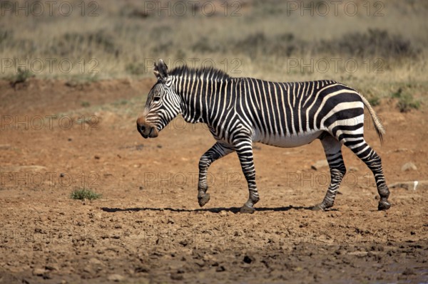 Cape mountain zebra (Equus zebra zebra), Mountain Zebra National Park, South Africa, lateral view, Africa