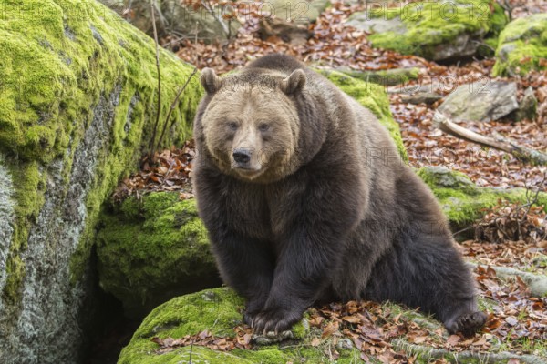 Brown Bear (Ursus arctos), animal enclosure, Bavarian Forest National Park, Bavaria, Germany, Europe