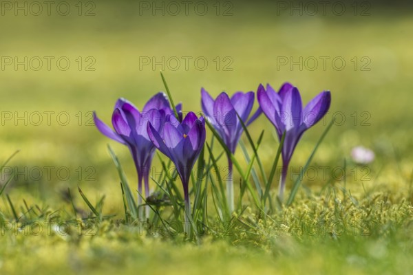 Spring crocuses (Crocus vernus), Upper Austria, Austria, Europe