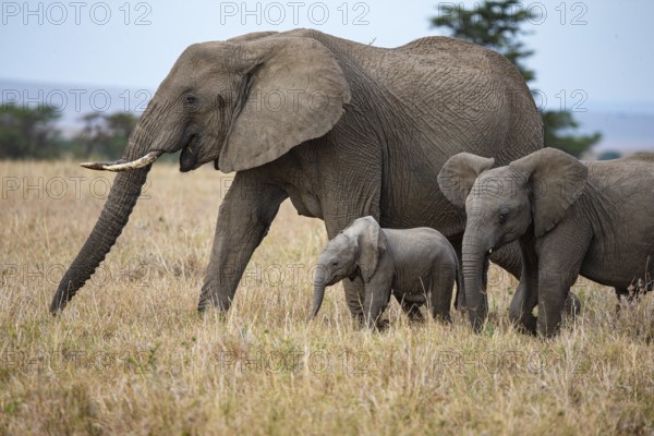 African elephant (Loxodonta africana) Masai Mara Kenya