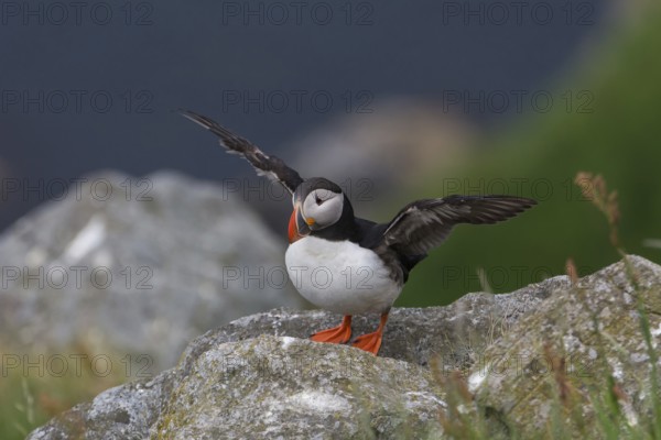 Puffin (Fratercula arctica) on rock, flaps with wings, bird island Runde, Norway, Europe