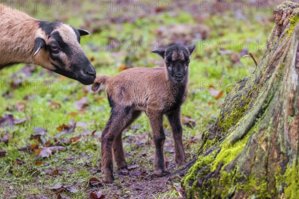 A female Cameroon or Cameroon Dwarf sheep, Ovis gmelini aries, and its lamb stand on a forest edge