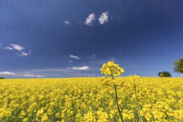 Flowering field of Rapeseed (Brassica napus) on a sunny day with blue sky, green trees and some white clouds