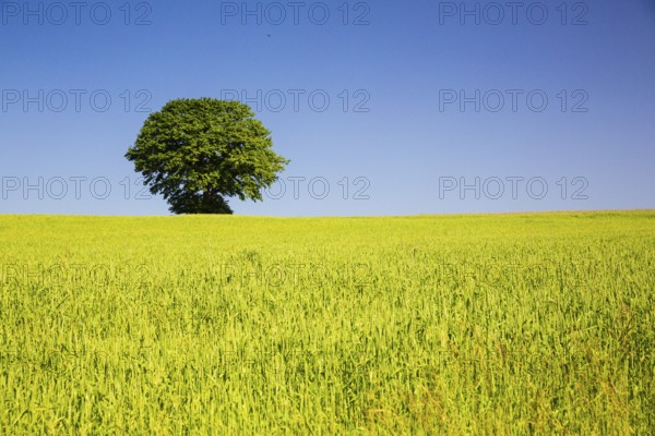 Tree behind a wheat field