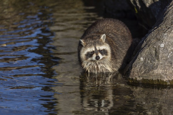 One Raccoon, Procyon lotor, looking for food between the pebbles in shallow water