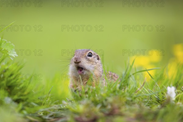 An adult European ground squirrel (Spermophilus citellus) or European souslik sits in green gras next to a flowering Ranunculus