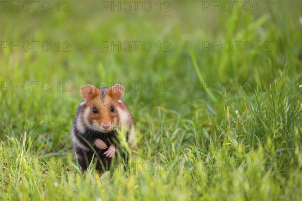 A European hamster (Cricetus cricetus), Eurasian hamster, black-bellied hamster or common hamster, sits on a meadow in fresh green grass