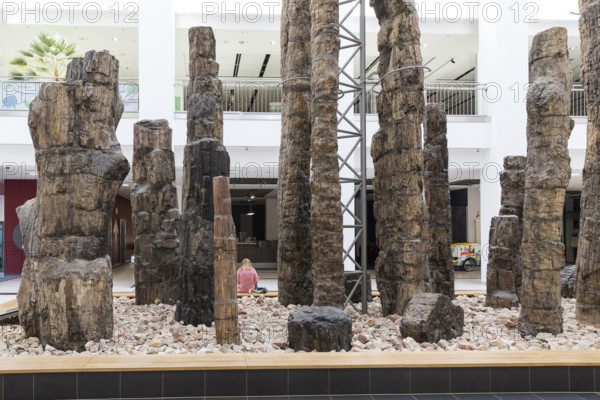 Petrified forest in the Tietz atrium, Chemnitz Natural History Museum, Saxony, Germany, Europe