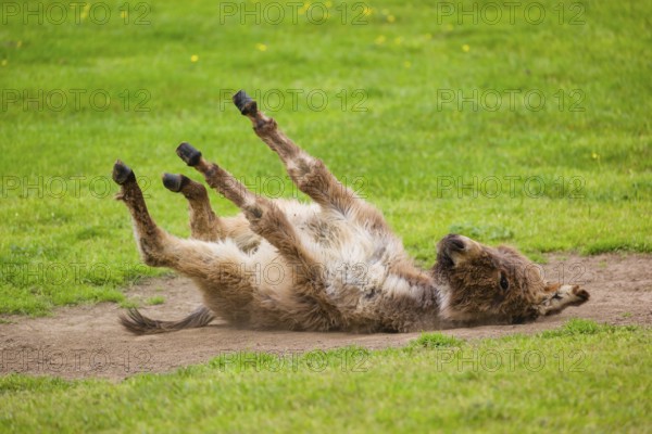 A mixed breed donkey foal takes a dust bath