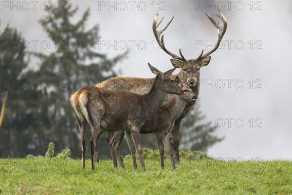 Red Deer buck at the end of the rutting season, with a female and a young animal. Family picture style