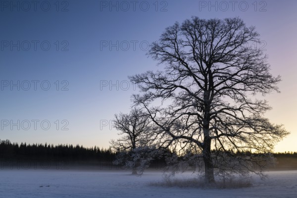 Oak at dawn (Quercus), snow, winter, Irndorfer Hardt, Upper Danube nature park Park, Baden-Württemberg, Germany, Europe