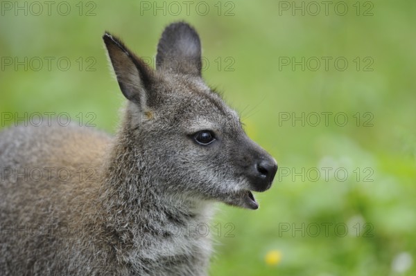 Close-up of a young kangaroo with open mouth in front of a blurred green background, red-necked wallaby (Macropus rufogriseus rufogriseus), captive