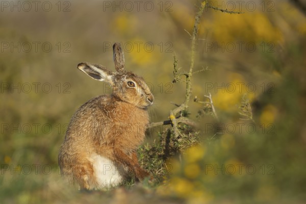 European brown hare (Lepus europaeus) adult animal in grassland next to a Gorse bush, England, United Kingdom, Europe