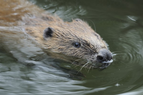 A swimming beaver in the water, surrounded by nature, European beaver (Castor fibre), captive, Bavaria