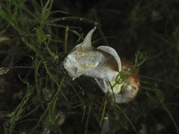 A river cover snail, Viviparus viviparus, moving on aquatic plants, Wildsau dive site, Berlingen, Lake Constance, Switzerland, Germany, Europe