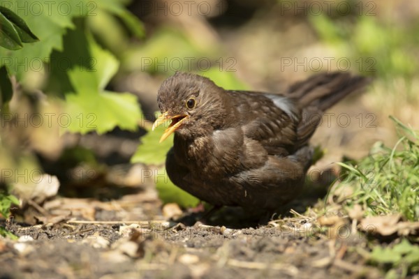 Common or Eurasian blackbird (Turdus merula) adult female bird in a garden, England, United Kingdom, Europe