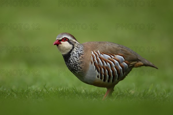 Red legged or French partridge (Alectoris rufa) adult bird on an urban garden grass lawn, England, United Kingdom, Europe