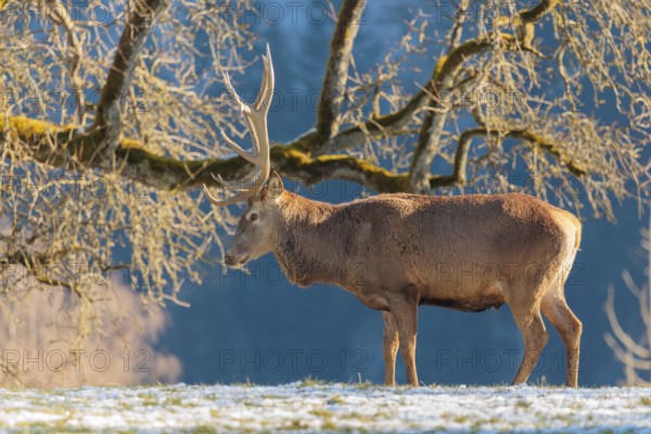 A red deer stag (Cervus elaphus) stands in the first light of day on a meadow covered in hoar frost. A forest and a Pear Tree can be seen in the background