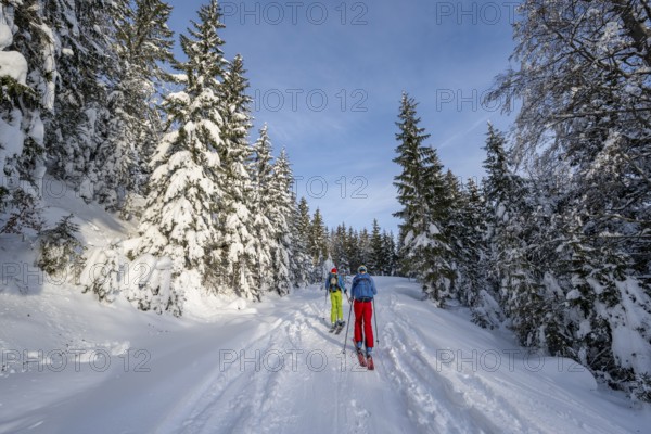 Two ski tourers in a snowy forest, ascent to Simetsberg, Estergebirge, Bavarian Prealps, Bavaria Germany