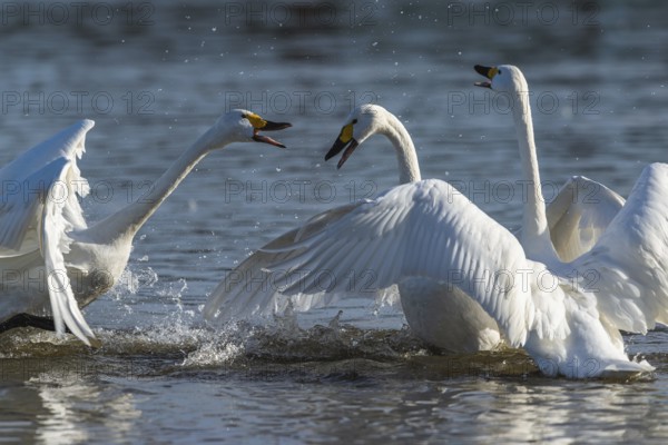Tundra Swan, Bewick's Swan, Cygnus columbianus, birds in fight at winter in Slimbridge, England, United Kingdom, Europe