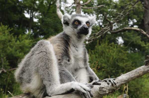 Catta (Lemur catta), wide-angle photo on a branch, captive