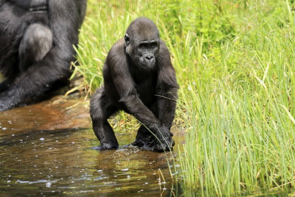 Western gorilla (Gorilla gorilla), young animal, at the water, splashing, playing, discovering