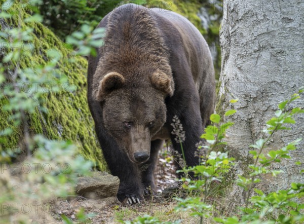 European brown bear (Ursus arctos) walking through the forest and looking attentively, captive, Bavarian Forest National Park, Bavaria, Germany, Europe