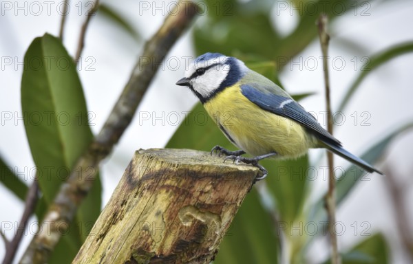 Blue tit (Cyanistes caeruleus) on a branch in cherry laurel, (Prunus laurocerasus) Schleswig-Holstein, Germany, Europe