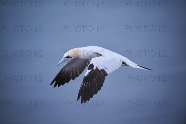Northern gannet (Morus bassanus) flying over the sea, wildlife, Heligoland, Germany, Europe