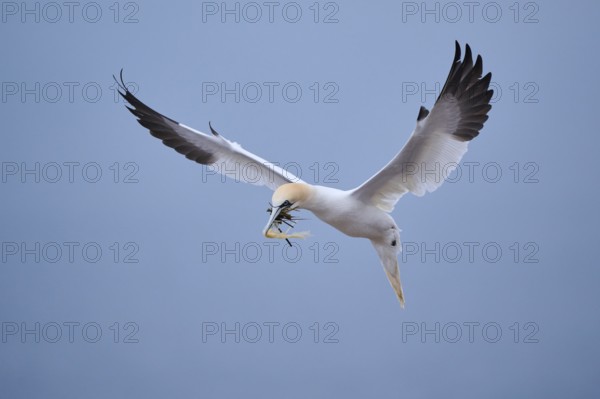 Northern gannet (Morus bassanus) lands in the colony with nesting material in its beak, wildlife, Helgoland, Germany, Europe