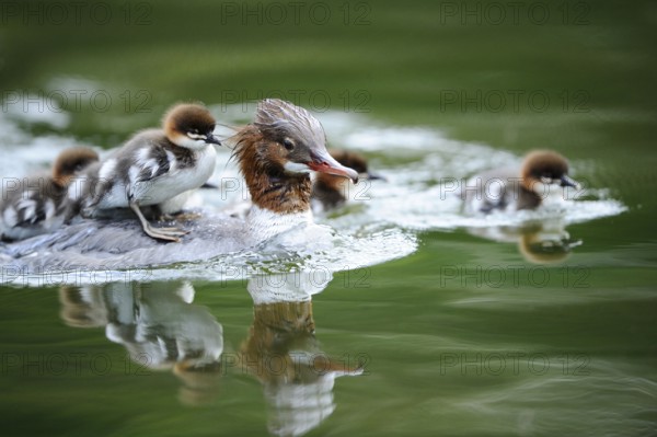 Goosander with chick on its back swimming on green water, Goosander (Mergus merganser), Bavaria