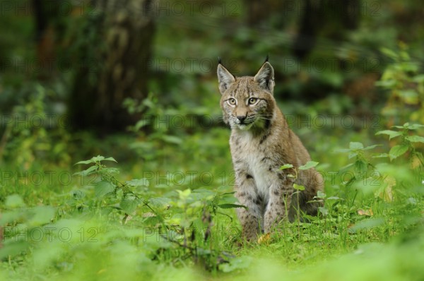 A young lynx sits in the forest and looks attentively into the distance, Eurasian lynx (Lynx lynx), Hesse