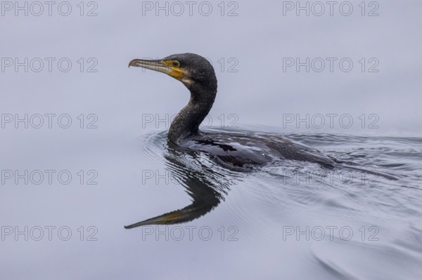 A cormorant swims calmly through the water, its reflection can be seen below, Cormorant, (Phalacrocorax carbo), wildlife, Germany, Europe