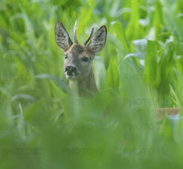 Roe deer (Capreolus capreolus), young roebuck standing in a corn field (Zea mays) and looking attentively, wildlife, Thuringia, Germany, Europe