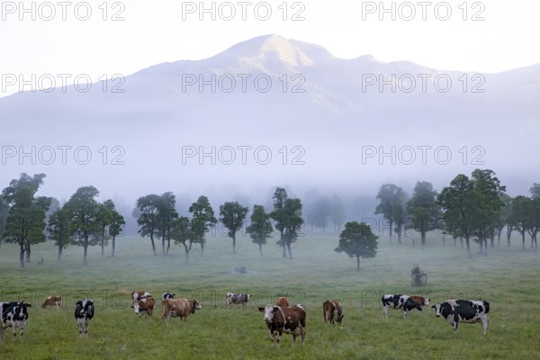 Cows on an alpine meadow, morning fog, Eng-Alm, Karwendel Mountains, Tyrol, Austria, Europe