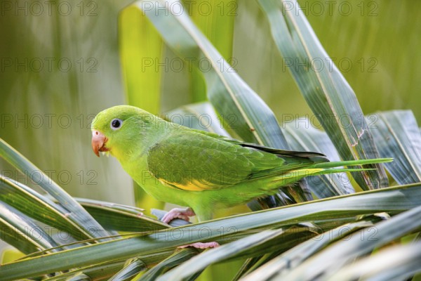 Yellow-winged Parakeet (Brotogeris chiriri) Pantanal Brazil