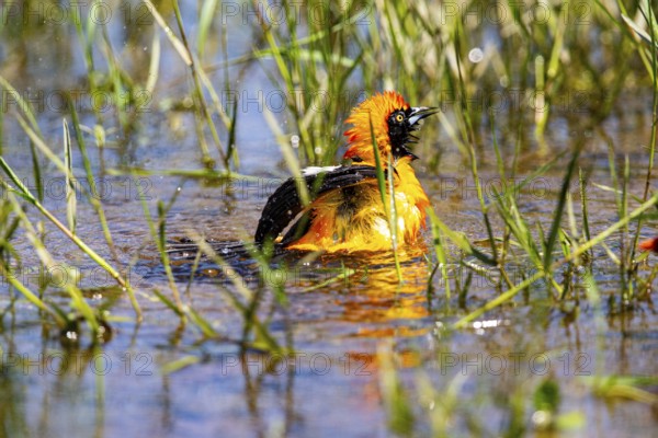 Orangetroupial (Icterus icterus) Pantanal Brazil