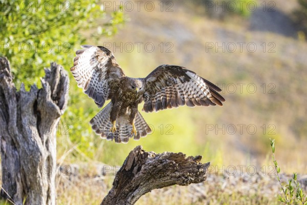Common buzzard (Buteo buteo) Germany