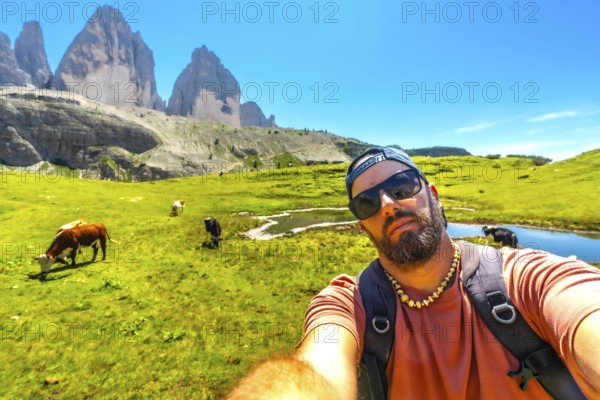 Backpacker taking a selfie with cows grazing in a green meadow in the tre cime di lavaredo national park, dolomites, italy
