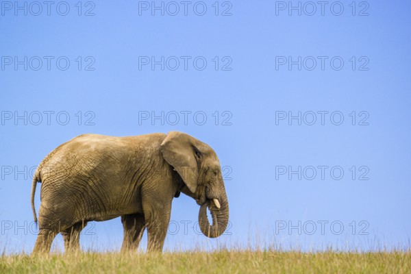 An adult female African elephant (Loxodonta africana) stands on a meadow with tall grass, eating it