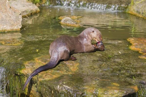 An adult giant otter or giant river otter (Pteronura brasiliensis) sits in a small creek with a little cascade and eats a fish