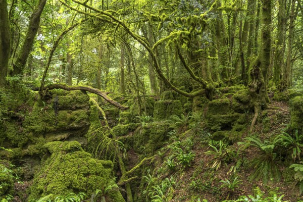 Forest of Dean, Gloucestershire, England, Great Britain