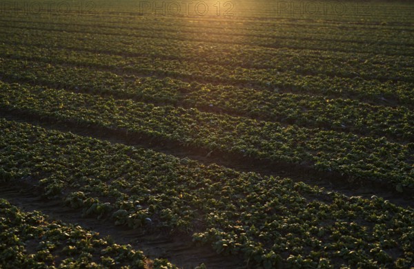 Agriculture cultivation of field lettuce, lamb's lettuce, on field, winter field, vegetables, agriculture, agribusiness, Fellbach, Baden-Württemberg, Germany, Europe
