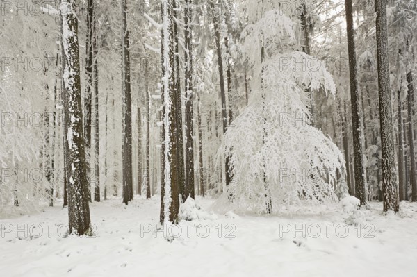 Forest in the snow and hoarfrost, Horben, Beinwil, Freiamt, Canton Aargau, Switzerland, Europe