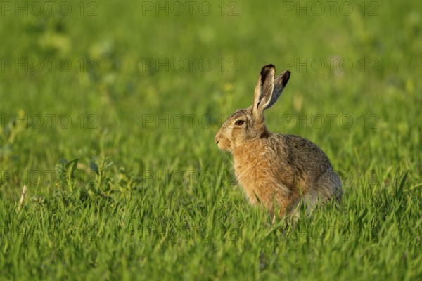 European hare (Lepus europaeus), Texel, province of North Holland, Netherlands