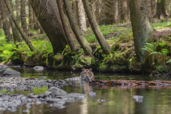 One young female Siberian Tiger, Panthera tigris altaica, lying resting in the cool fresh water of a creek deep in a forest