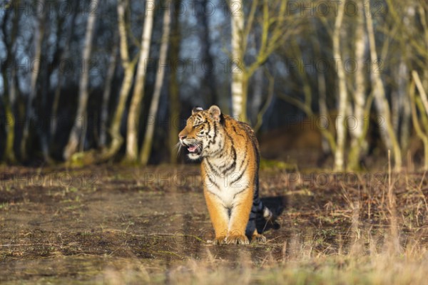 One young female Siberian Tiger, Panthera tigris altaica, running thru a birch tree forest. Early morning light