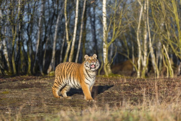 One young female Siberian Tiger, Panthera tigris altaica, running thru a birch tree forest. Early morning light