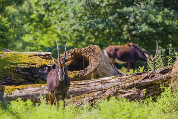 A male Sable antelope, Hippotragus niger stands on a hilly green meadow at a forest edge